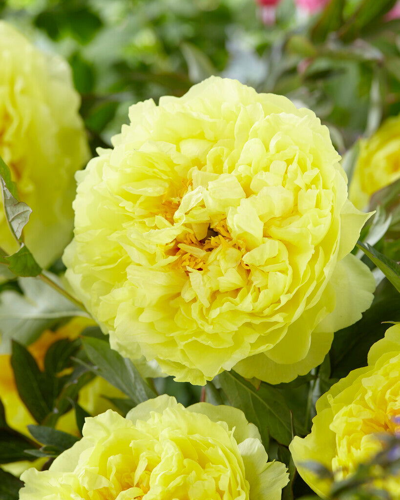 Peony-Paeonia Bartzella 1-pakning